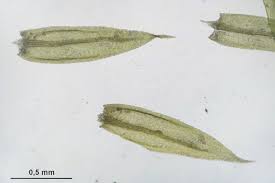 Attēlu rezultāti vaicājumam “Sciuro-hypnum”