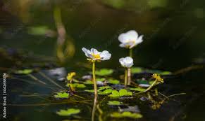 Attēlu rezultāti vaicājumam “Batrachium circinatum flower”