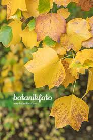 Attēlu rezultāti vaicājumam “Liriodendron tulipifera”