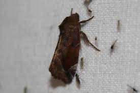 Attēlu rezultāti vaicājumam “Cosmia pyralina”