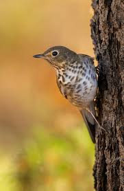 Image result for Catharus ustulatus