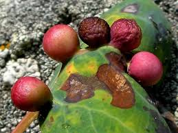 Attēlu rezultāti vaicājumam “Harmandia”