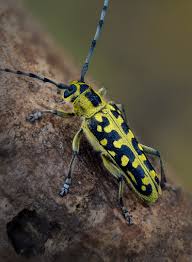 Attēlu rezultāti vaicājumam “Saperda scalaris”