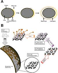 Attēlu rezultāti vaicājumam “Enteridium corticatum spores”