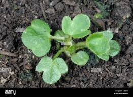Attēlu rezultāti vaicājumam “Ranunculus repens leaf”