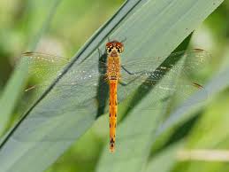 Attēlu rezultāti vaicājumam “Sympetrum”