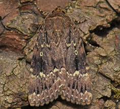 Attēlu rezultāti vaicājumam “Amphipyra pyramidea”