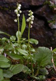 Attēlu rezultāti vaicājumam “Pyrola minor bud”