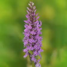 Attēlu rezultāti vaicājumam “Dactylorhiza maculata flower”