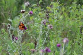 Image result for Cambridge Monarchs