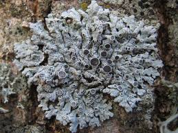 Attēlu rezultāti vaicājumam “Physcia aipolia”