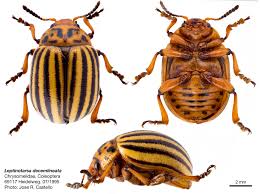 Attēlu rezultāti vaicājumam “Leptinotarsa decemlineata”