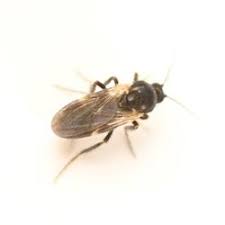 Attēlu rezultāti vaicājumam “Thecabius affinis imago”