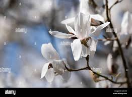 Attēlu rezultāti vaicājumam “Magnolia cylindrica flower”