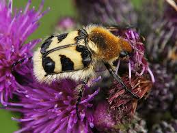 Attēlu rezultāti vaicājumam “Trichius fasciatus imago”