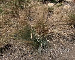 Attēlu rezultāti vaicājumam “Festuca ovina flower”