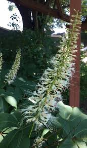 Attēlu rezultāti vaicājumam “Aesculus x hybrida bud”