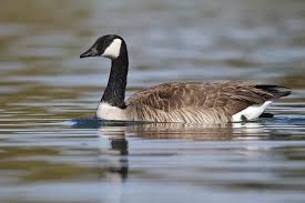Attēlu rezultāti vaicājumam “Branta canadensis adult”