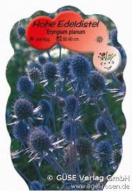 Image result for Edeldistel