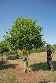 Attēlu rezultāti vaicājumam “Crataegus persimilis”