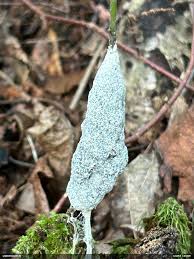 Attēlu rezultāti vaicājumam “Badhamia flavoglauca”