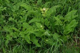 Attēlu rezultāti vaicājumam “Cirsium oleraceum flower”