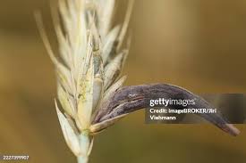 Attēlu rezultāti vaicājumam “Claviceps purpurea”