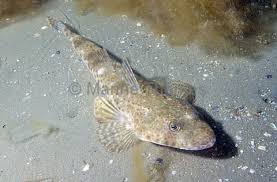 Image result for Platycephalus speculator