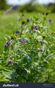 Attēlu rezultāti vaicājumam “Medicago x varia  flower”