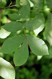 Attēlu rezultāti vaicājumam “Carya cordiformis”