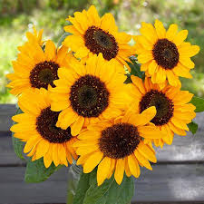 Image result for Sonnenblume