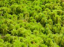 Attēlu rezultāti vaicājumam “Sphagnum fuscum”
