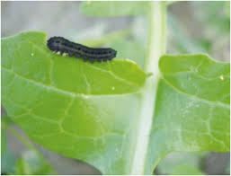 Attēlu rezultāti vaicājumam “Diacrisia sannio larva”