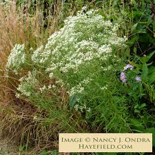 Attēlu rezultāti vaicājumam “Corispermum hyssopifolium”