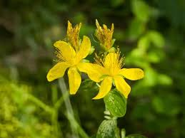 Attēlu rezultāti vaicājumam “Hypericum maculatum flower”