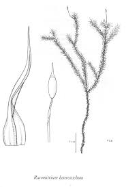 Attēlu rezultāti vaicājumam “Racomitrium heterostichum”