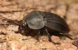 Attēlu rezultāti vaicājumam “Silpha sp.”