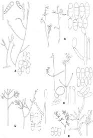 Attēlu rezultāti vaicājumam “Melanospora lagenaria”