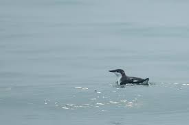 Image result for Brachyramphus perdix