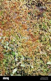 Attēlu rezultāti vaicājumam “Nowellia curvifolia”