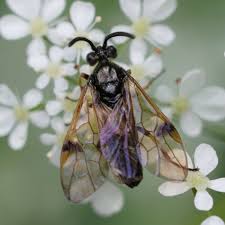 Attēlu rezultāti vaicājumam “Arge ustulata”