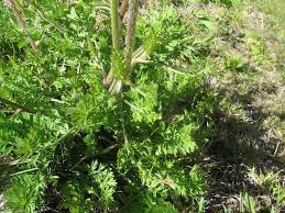 Attēlu rezultāti vaicājumam “Daucus carota subsp. carota leaf”