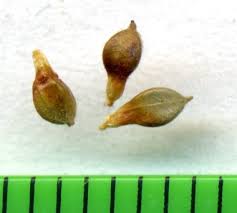 Attēlu rezultāti vaicājumam “Carex digitata fruit”