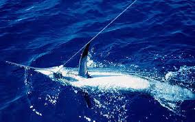 Image result for Makaira mazara