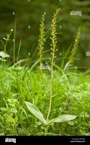 Attēlu rezultāti vaicājumam “Listera ovata flower”
