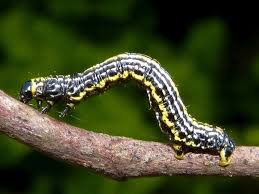 Attēlu rezultāti vaicājumam “Abraxas sylvata larva”