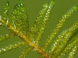 Attēlu rezultāti vaicājumam “Pseudoscleropodium purum”