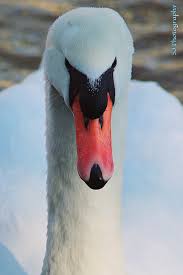 Attēlu rezultāti vaicājumam “Cygnus olor adult”