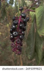 Attēlu rezultāti vaicājumam “Phytolacca acinosa fruit”
