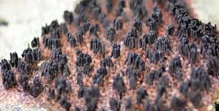 Attēlu rezultāti vaicājumam “Stemonaria irregularis”